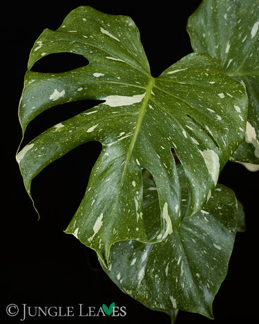 Monstera deliciosa 'Thai Constellation'