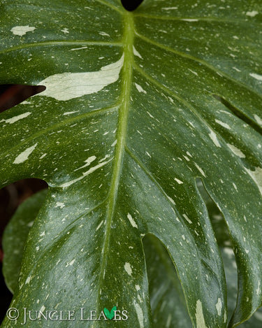 Monstera deliciosa 'Thai Constellation'
