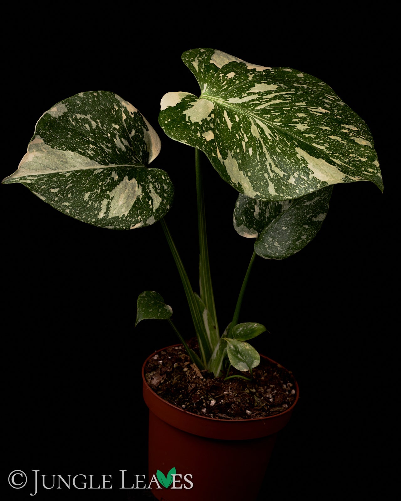 monstera dschungel Monstera deliciosa 'Thai Constellation' – Jungle Leaves