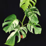 Monstera deliciosa variegata