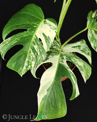 Monstera deliciosa 'variegata'