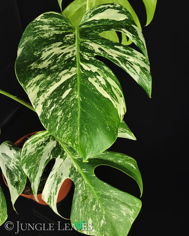 Monstera deliciosa 'variegata'