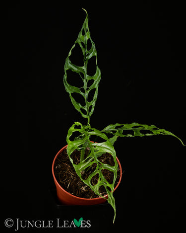 Monstera obliqua 'Peru'