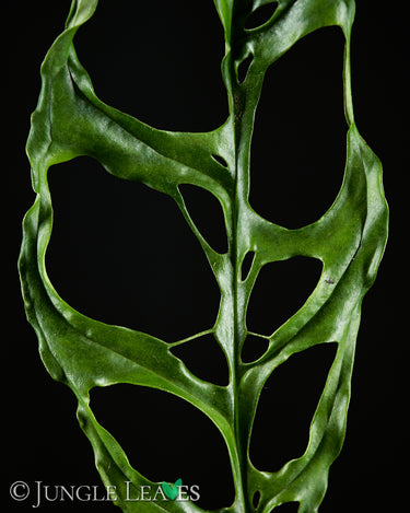 Monstera obliqua 'Peru'