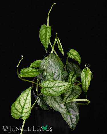 Monstera siltepecana