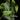 Monstera siltepecana