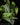 Monstera siltepecana