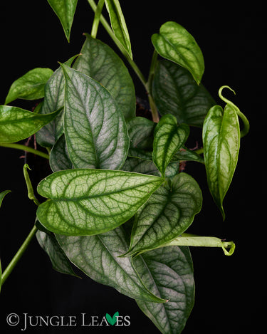 Monstera siltepecana