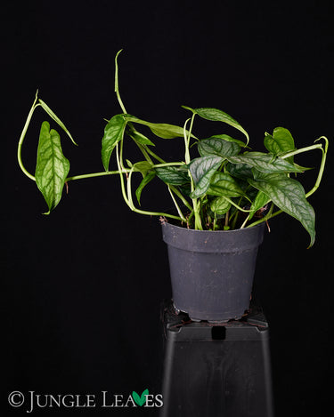 Monstera siltepecana
