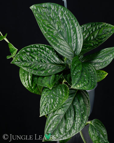Monstera sp. Peru (Karstenianum)