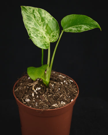 Monstera deliciosa 'Bulbasaur'