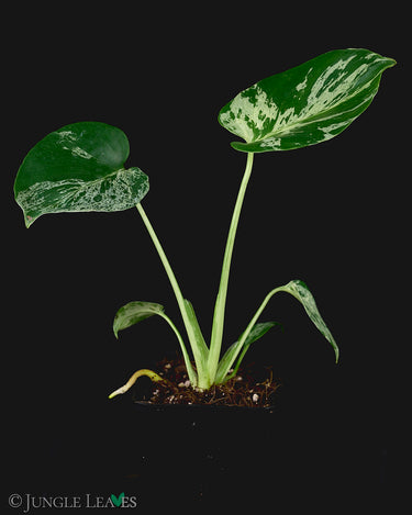 Monstera deliciosa 'Bulbasaur'