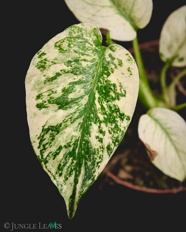 Monstera deliciosa 'White Monster'