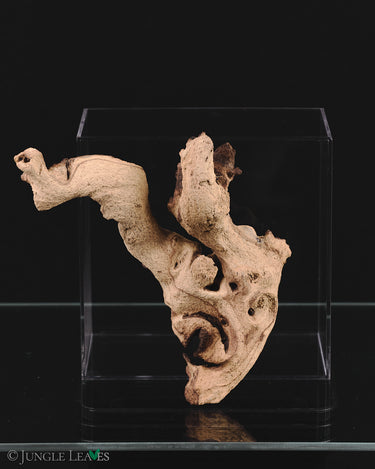 Mopani Root XS