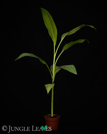 Musa 'Siam Ruby'