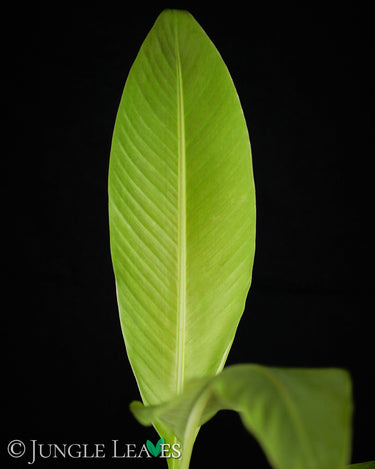 Musa 'Siam Ruby'