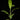 Musa 'Siam Ruby'