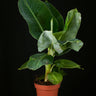 Musa acuminata ‘Dwarf Cavendish’