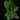Musa acuminata ‘Dwarf Cavendish’