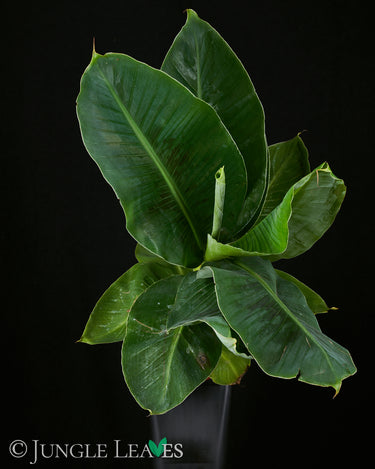 Musa acuminata ‘Dwarf Cavendish’