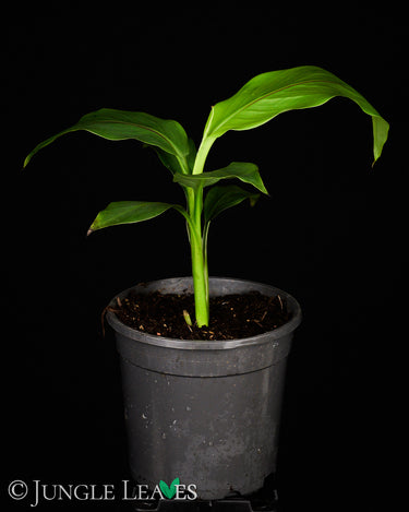 Musa basjoo