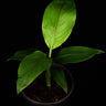 Musa basjoo