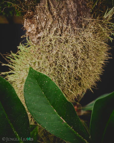 Myrmecodia sp. 'Passport'