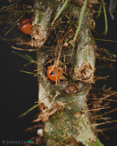 Myrmecodia sp. 'Passport'