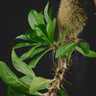 Myrmecodia sp. Passport
