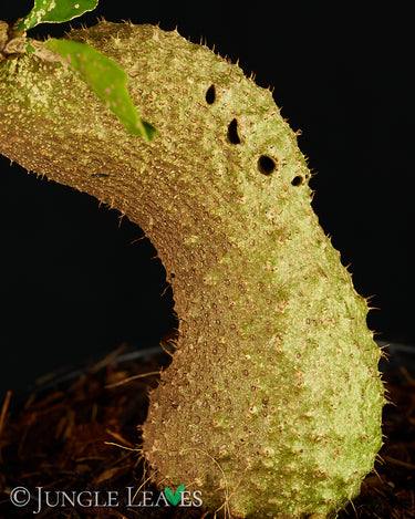 Myrmecodia aff. platytyrea