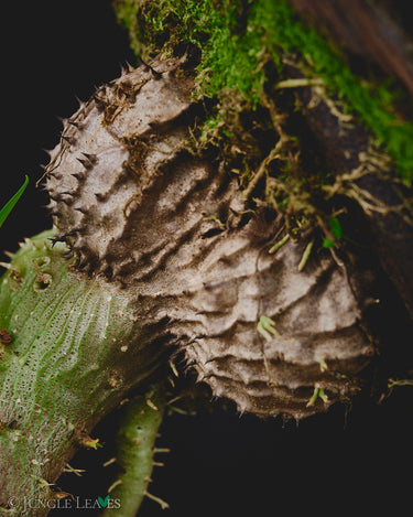 Myrmecodia sp. Lake Kutubu
