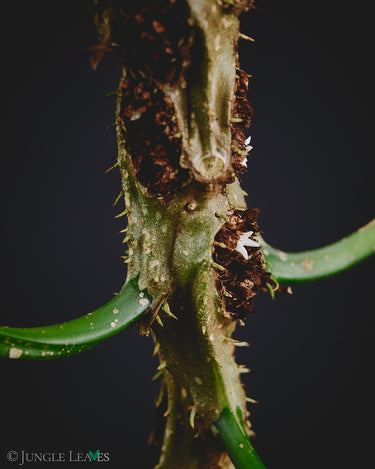 Myrmecodia sp. Lake Kutubu