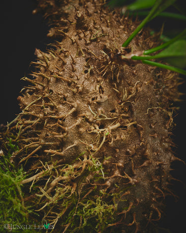 Myrmecodia sp. Spiny, Pink Fruit