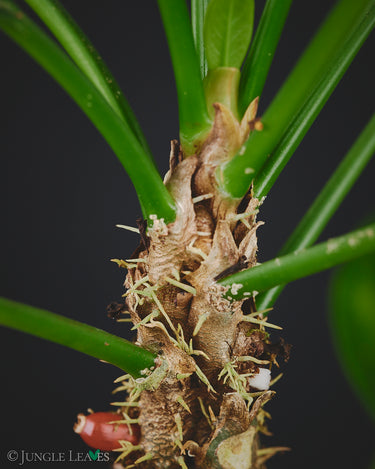 Myrmecodia sp. Spiny, Pink Fruit