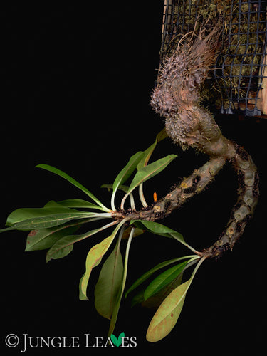 Myrmecodia tuberosa Standard