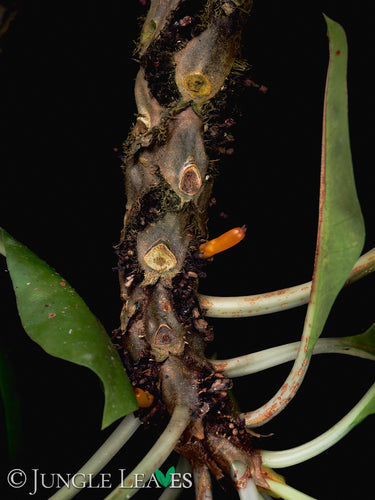 Myrmecodia tuberosa Standard