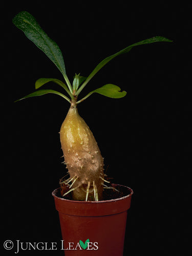 Myrmecodia tuberosa Standard