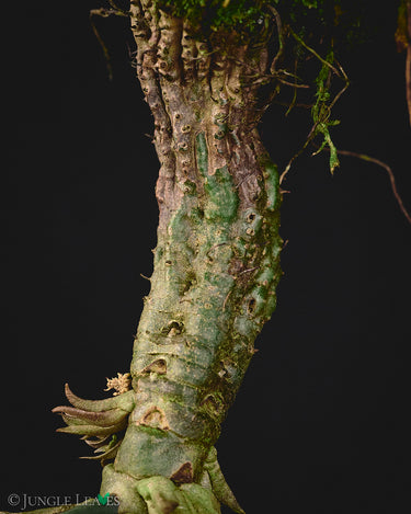 Myrmephytum longissimum