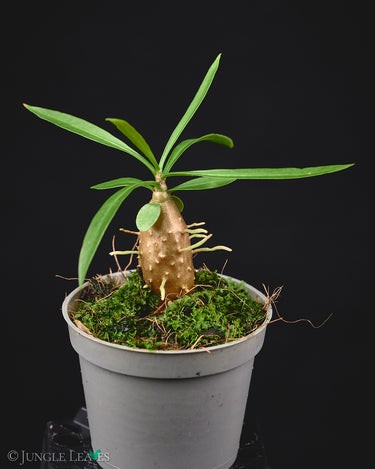 Myrmephytum longissimum