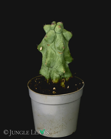 Myrtillocactus geometrizans cv. 'Fukurokuryuzinboku'