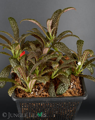 Nautilocalyx pemphidius