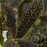 Nautilocalyx pemphidius