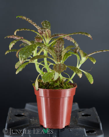 Nautilocalyx pemphidius