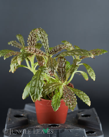 Nautilocalyx pemphidius