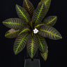 Nautilocalyx picturatus
