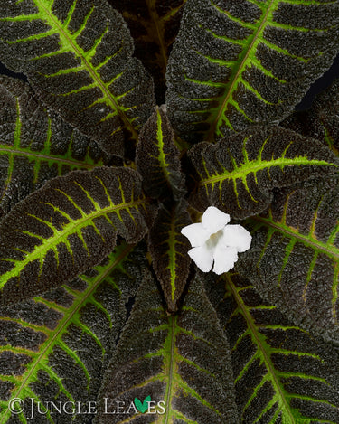 Nautilocalyx picturatus
