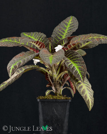 Nautilocalyx picturatus
