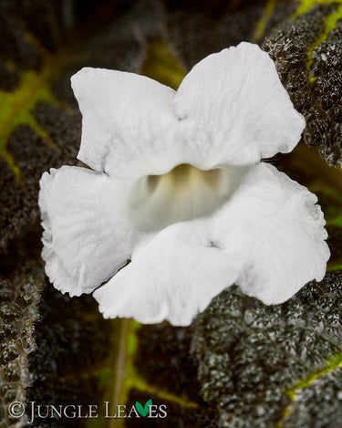 Nautilocalyx picturatus