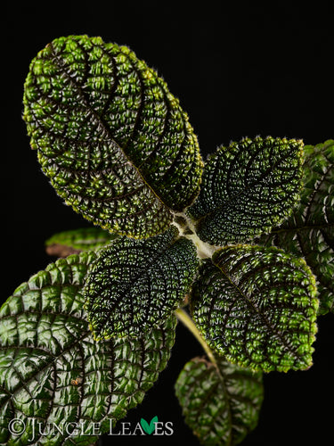 Nautilocalyx sp. 'Ecuador'