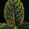 Nautilocalyx sp. 'Ecuador'